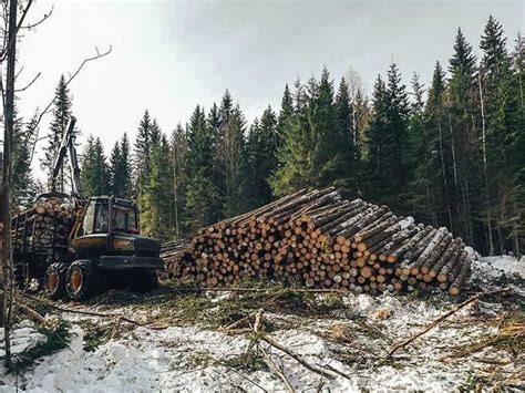 Выбор достойной древесины и подготовка заготовки