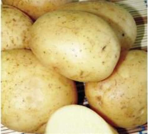 Выбор и подготовка картофеля