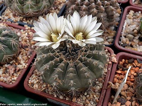 Выбор и подготовка подложки для разведения каурса gymnocalycium