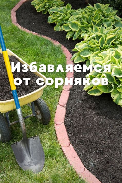 Выбор и применение средств для устранения сорняков и паразитов на пустующем участке