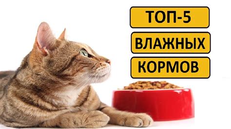 Выбор корма для котят и сохранение их здоровья