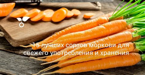 Выбор оптимального сорта моркови