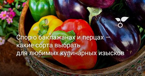 Выбор подходящего сорта маша для разнообразных кулинарных изысков