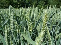 Выбор подходящей сортности пшеницы для получения качественной муки