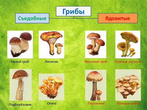 Выбор подходящих спор грибов и их размещение в создании микро-мира грибной флоры