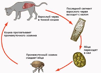 Выявление блошных паразитов у маленькой собачки: эффективные способы диагностики