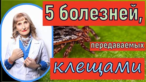 Выявление и лечение заболеваний, передаваемых клещами