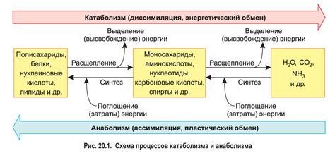 Выявление признаков избытка энергии в организме