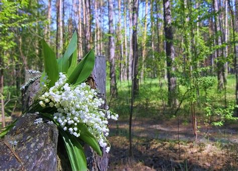 Где обнаружить то самое весеннее обаяние: где искать ландыши в окружающих нас лесах?