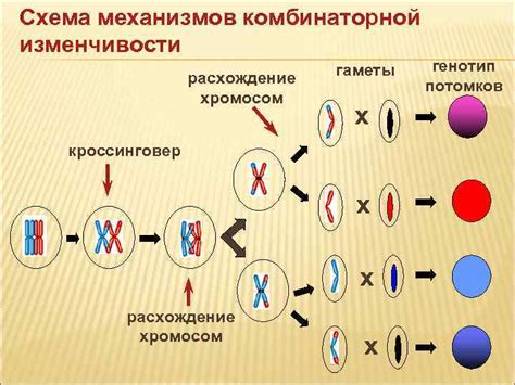 Генетическая изменчивость и ее роль в биологии