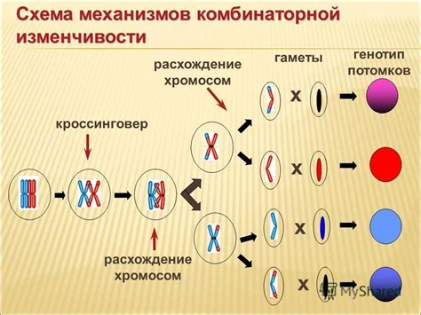 Генетическая основа и связь генетических признаков с этнической принадлежностью