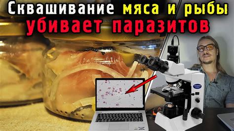 Герметичная обработка и сквашивание