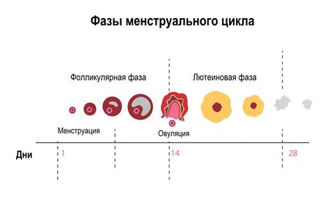 Гигиена во времена древности: средства для облегчения месячных неудобств