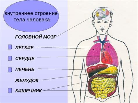 Главные органы внутренней половой области