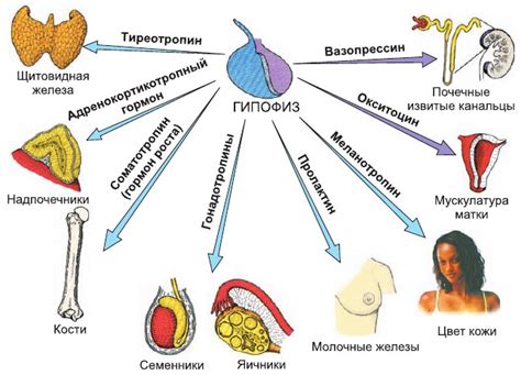 Гормональные изменения и их влияние на функцию почек