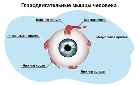 Гормональные изменения и их воздействие на глазные функции