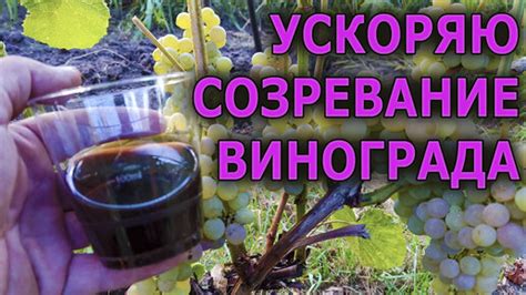 Готовность винограда к сбору в сентябре в Подмосковье