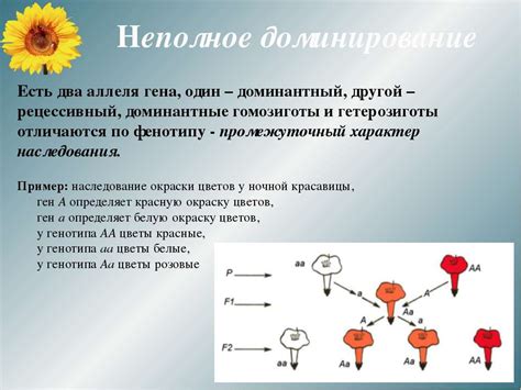 Гцитоиз: механизм возникновения и его сущность