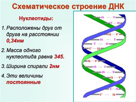 Двойная спираль и формирование генетического кода