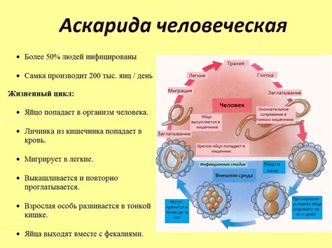 Диагностика аскаридоза: методы и процедуры