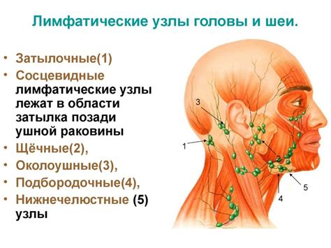 Диагностика и лечение воспаления лимфатической железы в области паха у женщин