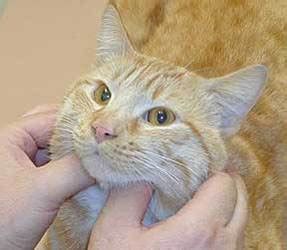 Диагностика и лечение увеличенных лимфоузлов подчелюстного региона у домашних кошек