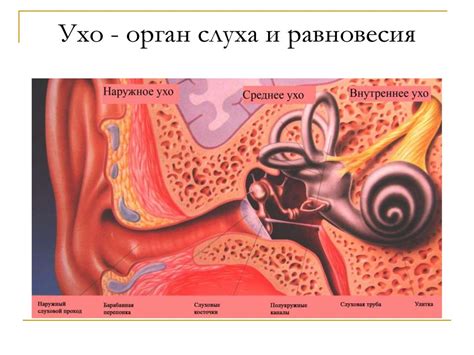 Диагностика и проверка состояния органов слуха