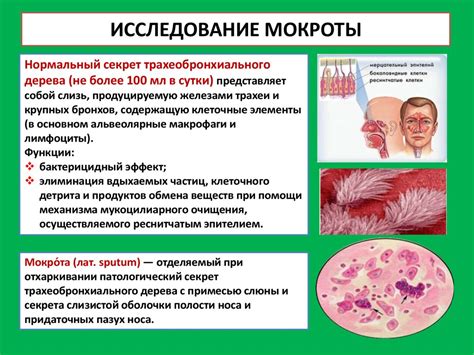 Диагностика мокроты и анализ ее состава