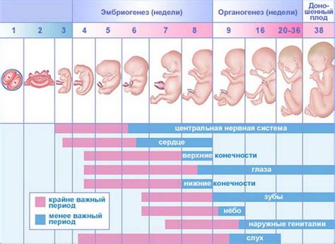 Диагностика патологии движений у эмбрионов в 22 недели беременности