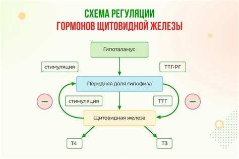 Диагностика повышенного уровня ТТГ: основные анализы для определения патологии щитовидной железы