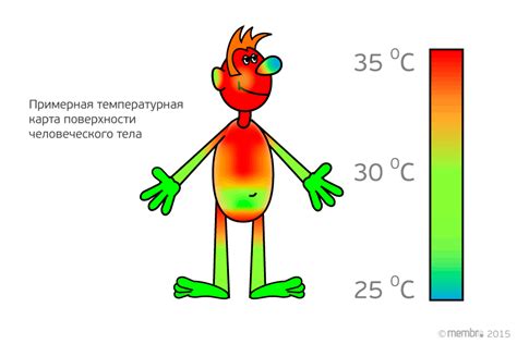 Динамика температуры в организме человека в течение 20-ти минут