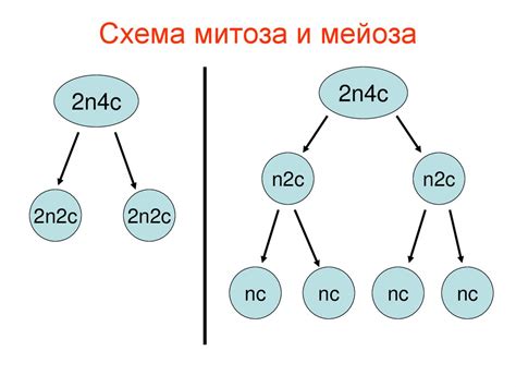 Дополнительные возможности генов: роль в разнообразных биологических процессах