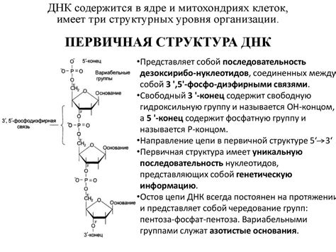 Дополнительные разновидности нуклеиновых кислот