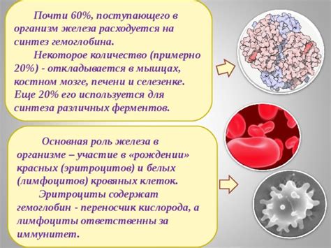 Железо: основной "строительный" материал, отвечающий за образование новых кровяных клеток