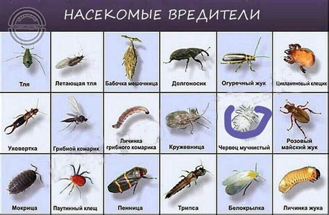 Заболевания и насекомые-вредители
