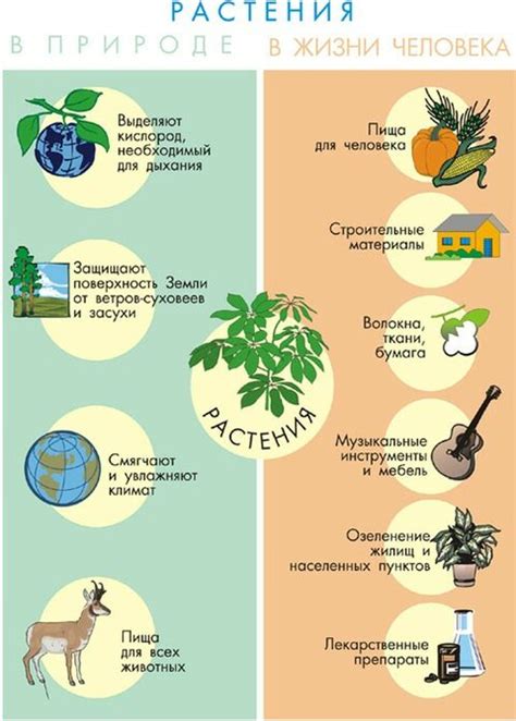 Загадка калорий: каковы их польза и роль в нашей жизни?