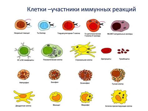 Защита и поддержка работоспособности иммунной системы