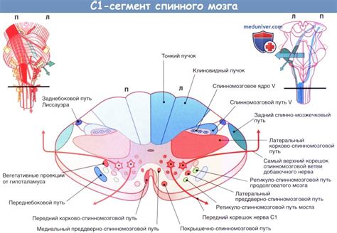 Защита спинного мозга и нервных окончаний