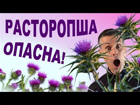 Здоровье и энергия: использование Расторопши для взрослых