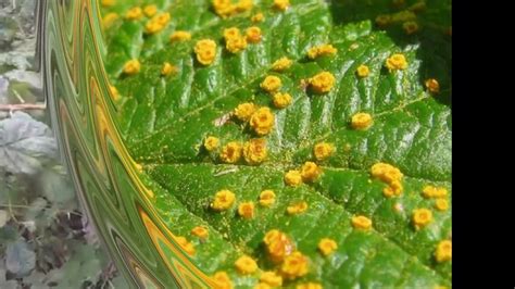 Знаки и симптомы: как разгадать мистерию желтых отметин на листьях сладкой малины