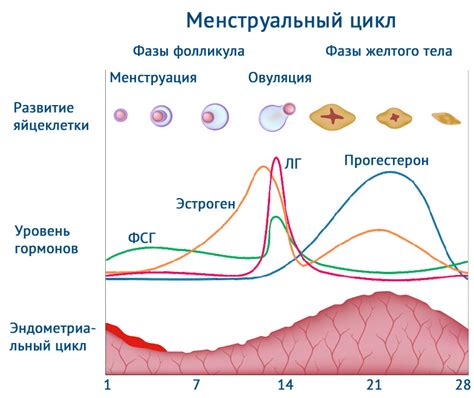 Значение гормонального фона в определении размера половых губ