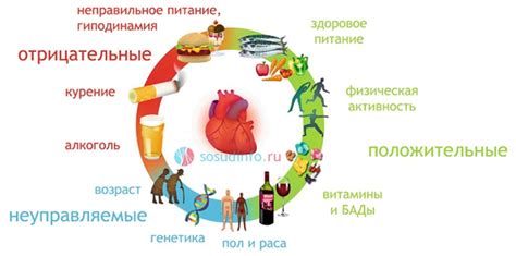 Значение густоты крови для здоровья: факторы, влияющие на состояние организма