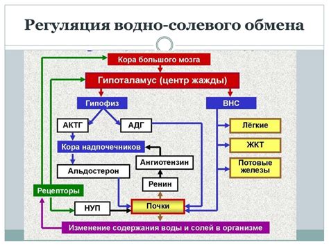 Значение запасов энергии в организме для достижения оптимальных результатов в тренировках