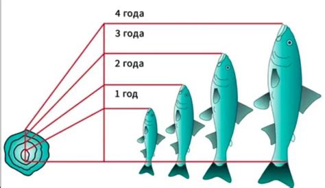 Значение знания возраста рыбы