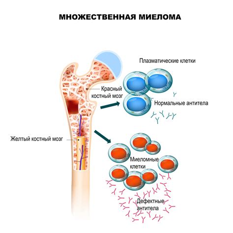 Значение и воздействие белка на организм человека