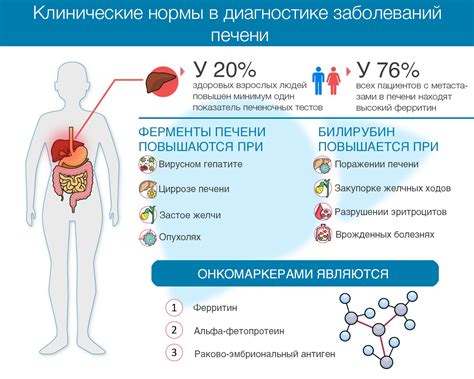 Значение и роль фосфатазы в организме человека