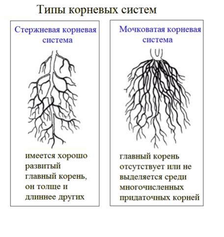 Значение корней в поддержании плодородия грунта