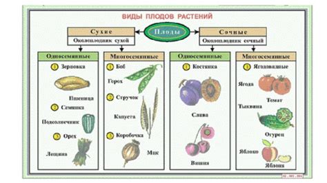 Значение освещения для развития и роста плодов