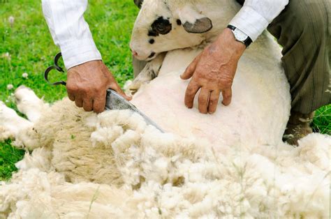 Значение правильной очистки шерсти овец