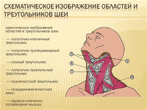 Значение преодоления ограничений гибкости в области шеи